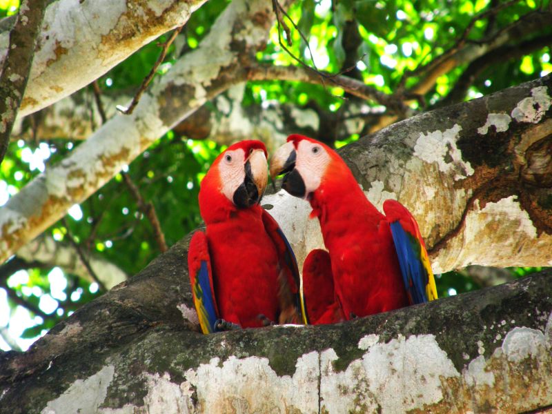 ferntouristik unterwegs nach Costa Rica – Naturwunder und Traumstrände im Paradies