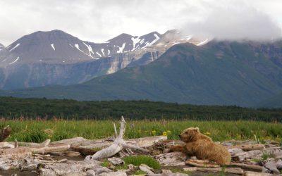 ferntouristik unterwegs nach Alaska – Natur pur!